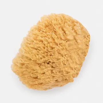 Wool Sponge