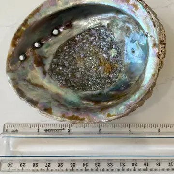 A natural abalone shell smudging bowl, placed on a measuring ruler for scale.