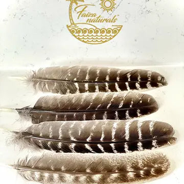 4 brown feathers on a cream background