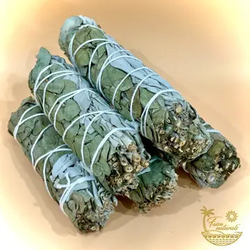 5 Bundles of Sage and Eucalyptus, each secured with string. placed on cream background