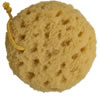 A natural sea sponge, beige in color, with a porous texture, shown wet with water droplets on its surface.
